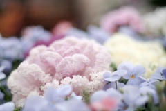 早春の草花展