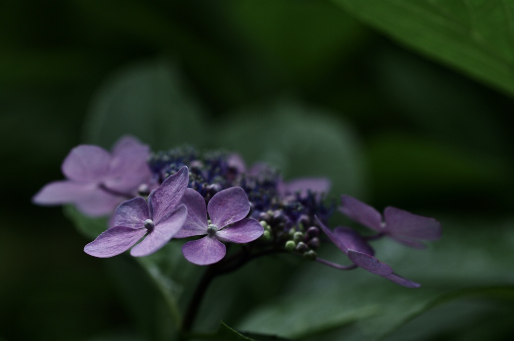 綺麗から美しいへ　4