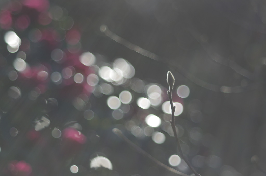 シデコブシの花芽と