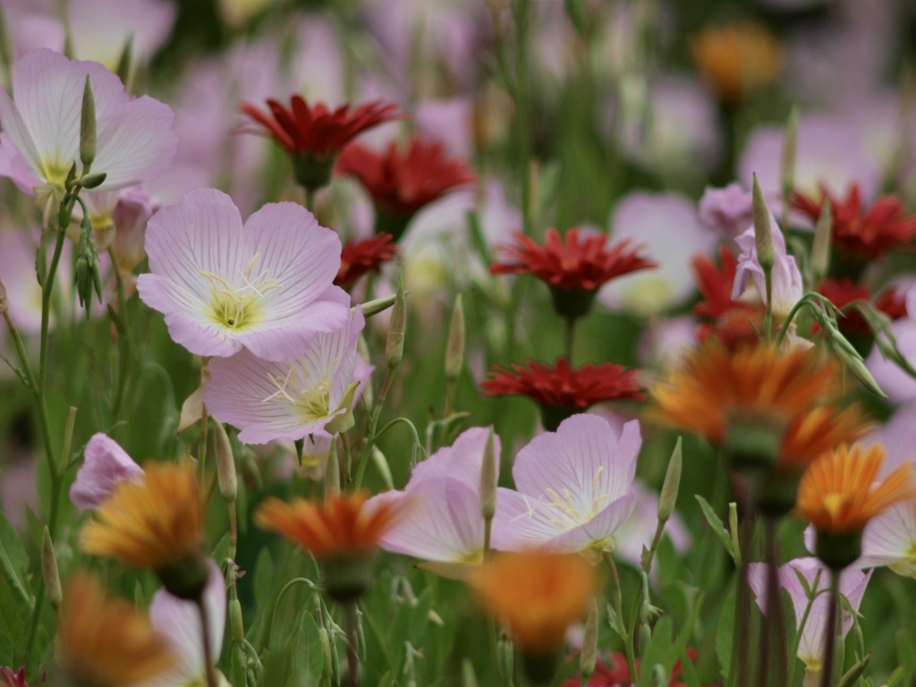 初夏のバリューセット