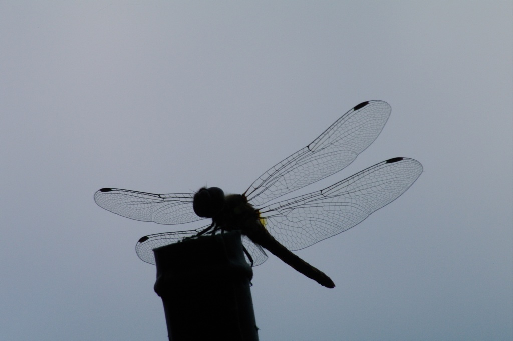 羽のシルエットが美❣️