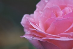 雨上がりの薔薇