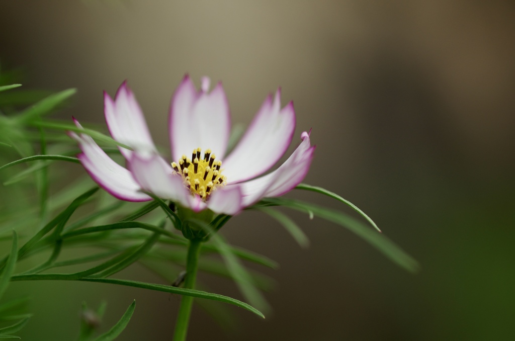 秋桜