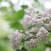 春の幻　9