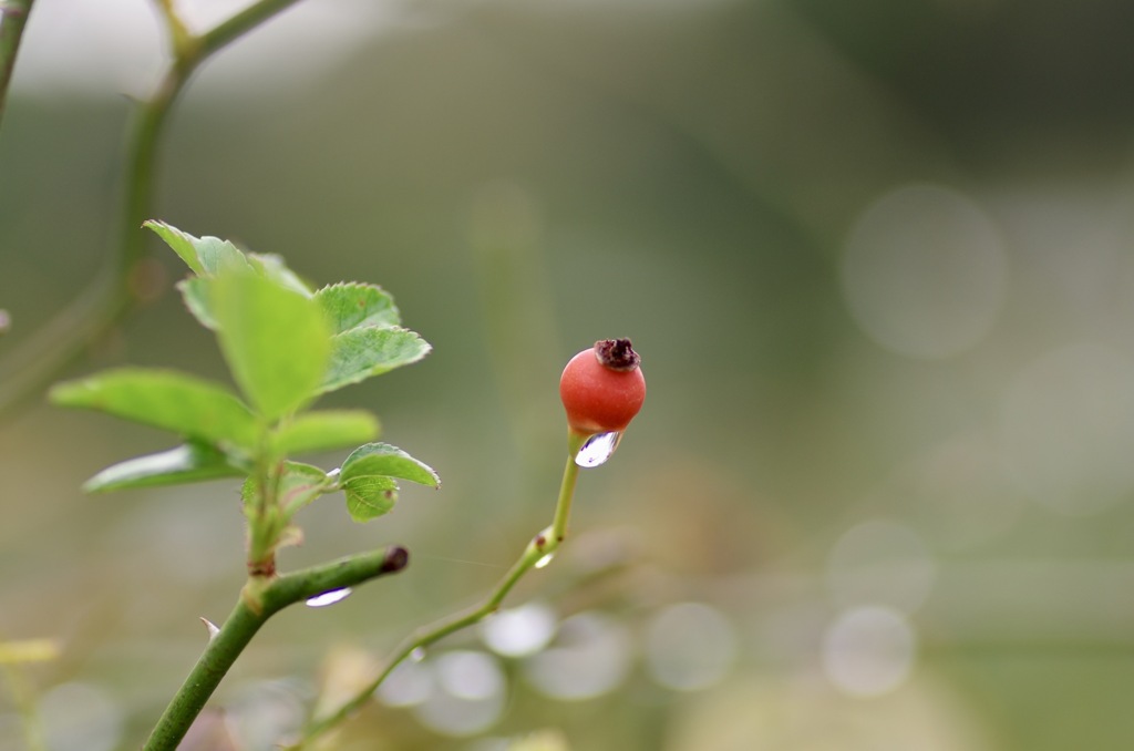 雨上がりの薔薇　7