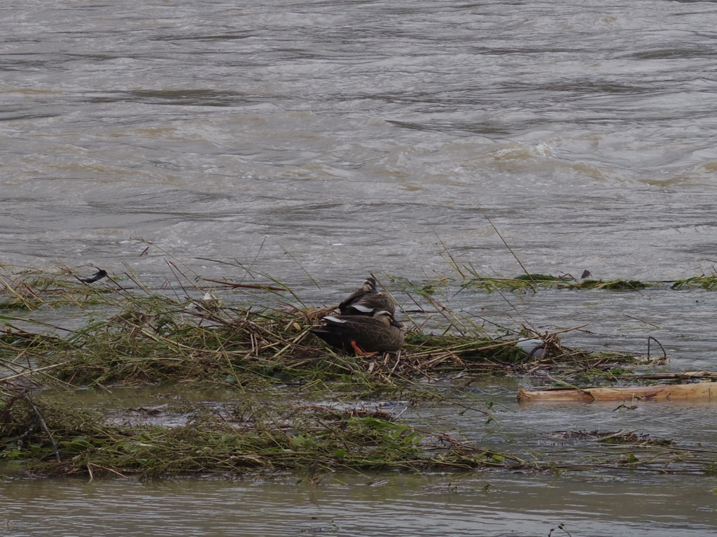 台風の影響冷めやらぬ桂川