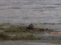 台風の影響冷めやらぬ桂川