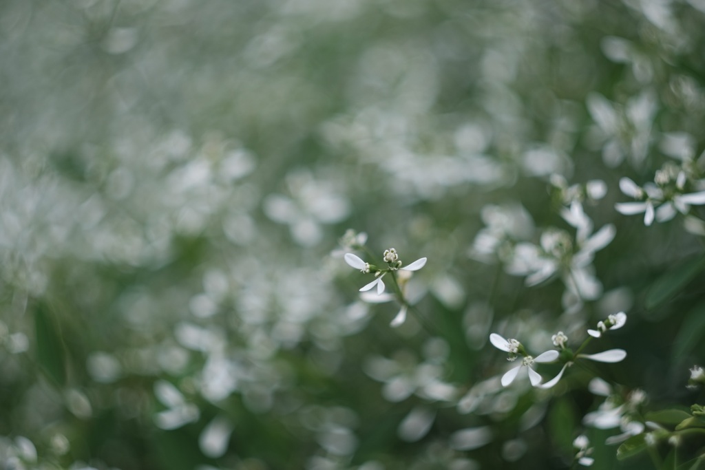 白い線香花火