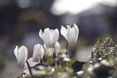 清しいイチニチ