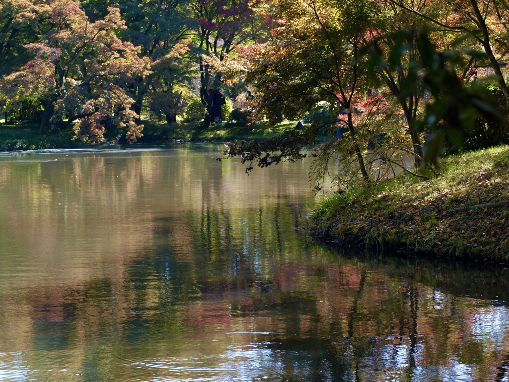 秋色に染まってきました
