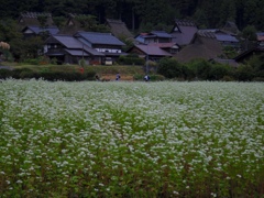 かやぶきの里の蕎麦畑