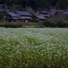 かやぶきの里の蕎麦畑