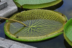 ウララ〜ウララー♪