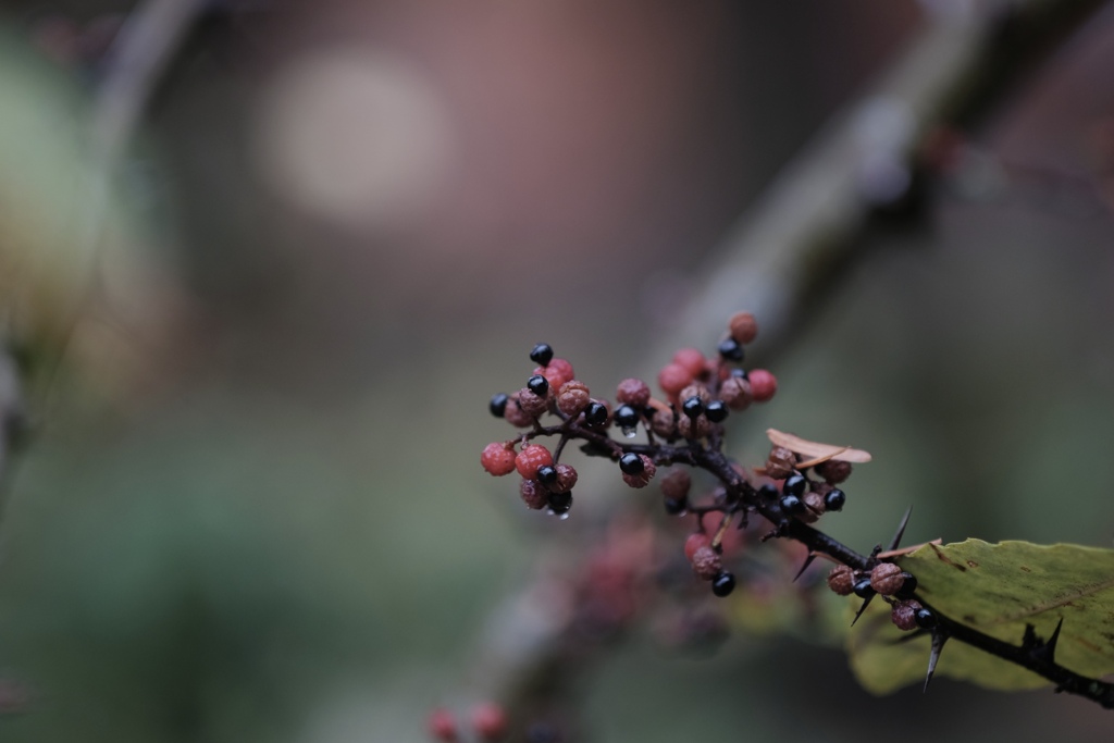 冬色フユザンショウ