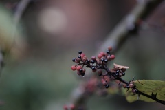 冬色フユザンショウ