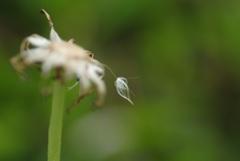 残り物には福がある