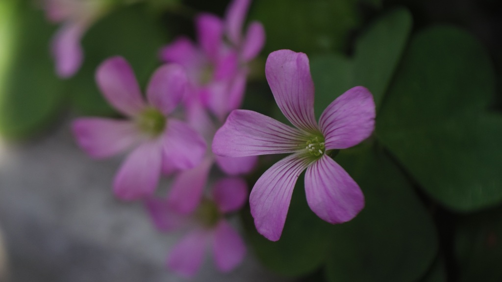 うちのプランター 1