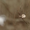 梅花甘茶の枯れ