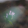 悟り