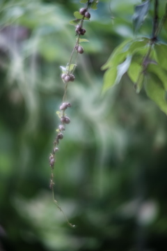 山の芋