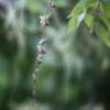 山の芋