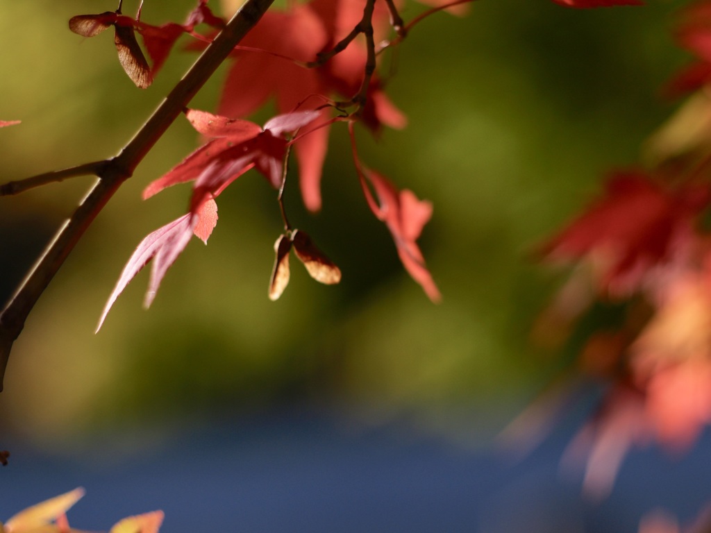 京都御所の秋