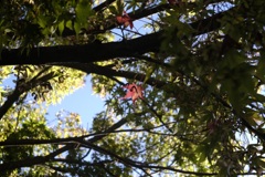 赤いヘリポート