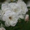 白い秋薔薇