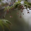 紅葉づ