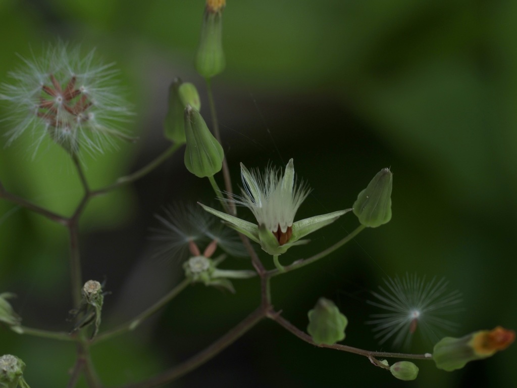 静かなラッシュ
