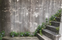 キキョウかなぁ〜?