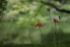 池のほとりで