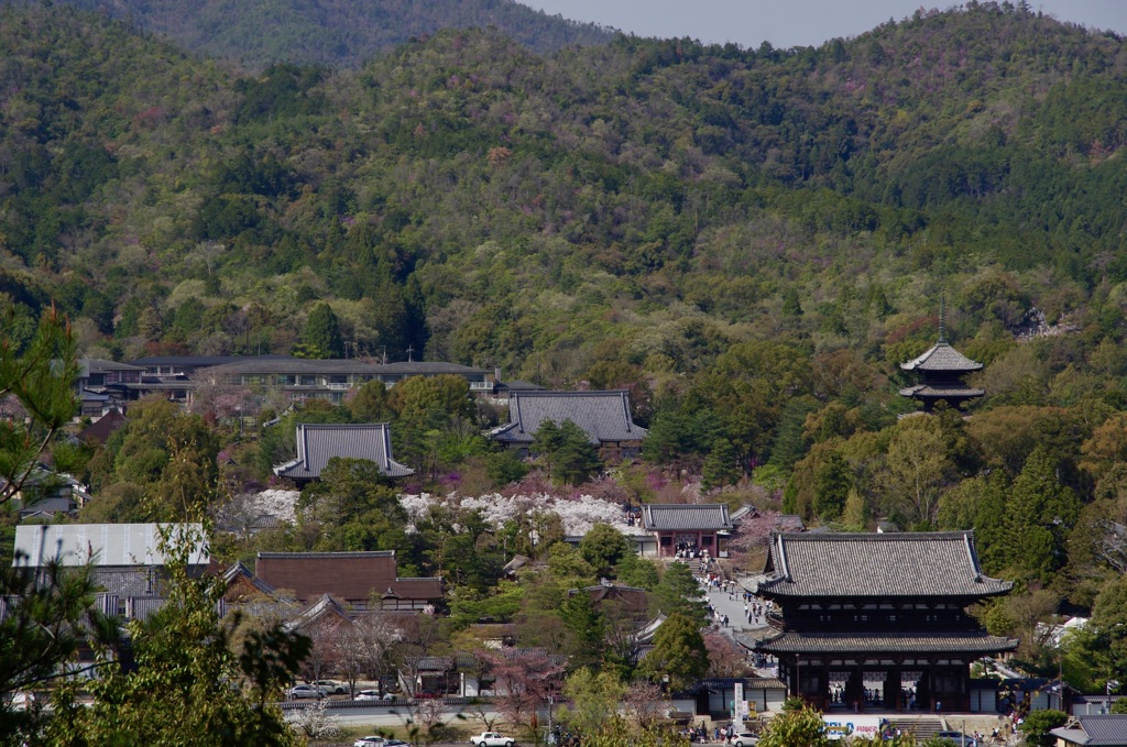 仁和寺の桜