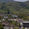 仁和寺の桜