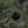 冬の薔薇　4