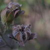 11月の芙蓉