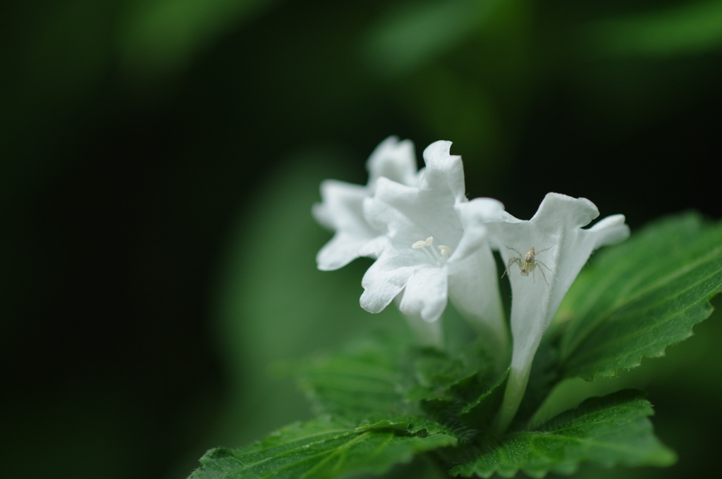 白花クモサンバナ