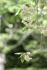 鬱金桜