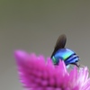 虹色の鎧