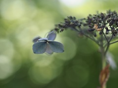 紫陽花 BLUE