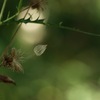 飛ぶ 飛ぶ　1