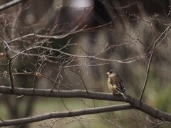 カワラヒラ