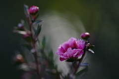 ギョリュウバイ