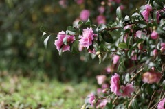 雨上がりの山茶花