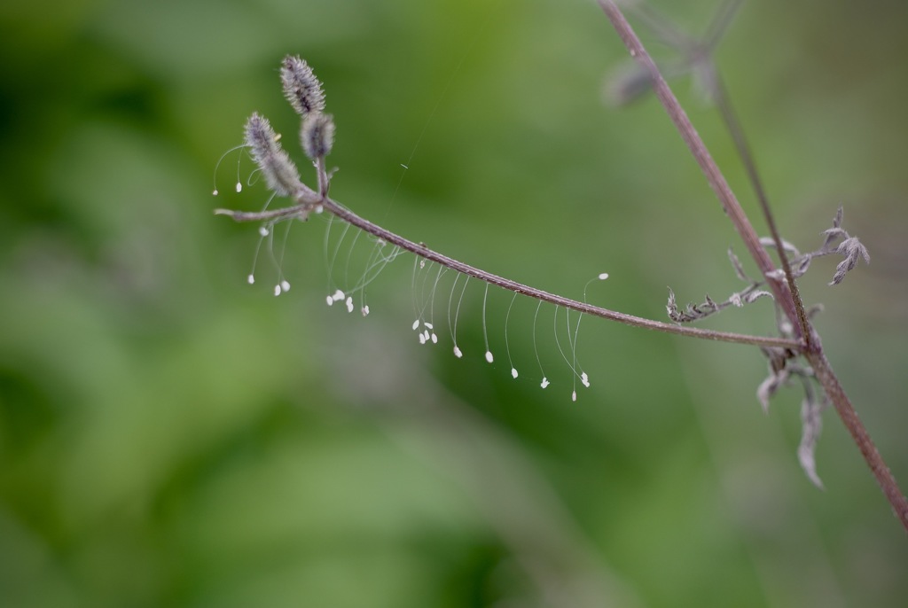 優曇華の花