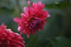 華麗