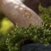 タマゴケ