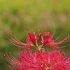 曼珠沙華