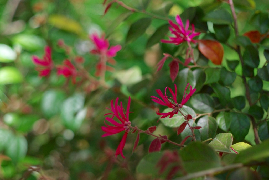 ベニバナトキワマンサク かな？