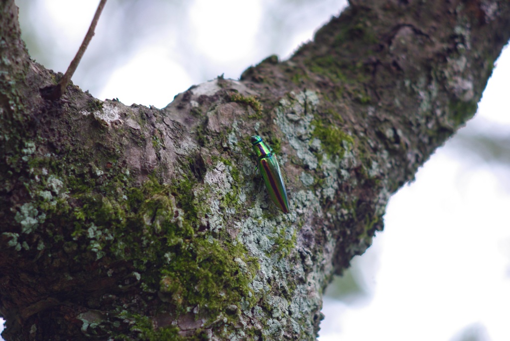 40年ぶり、いや50年ぶりに見た❣️